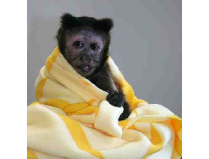 Bid on a 'Priceless' Private Behind the Scenes Tour for 4 People @ Monkey College