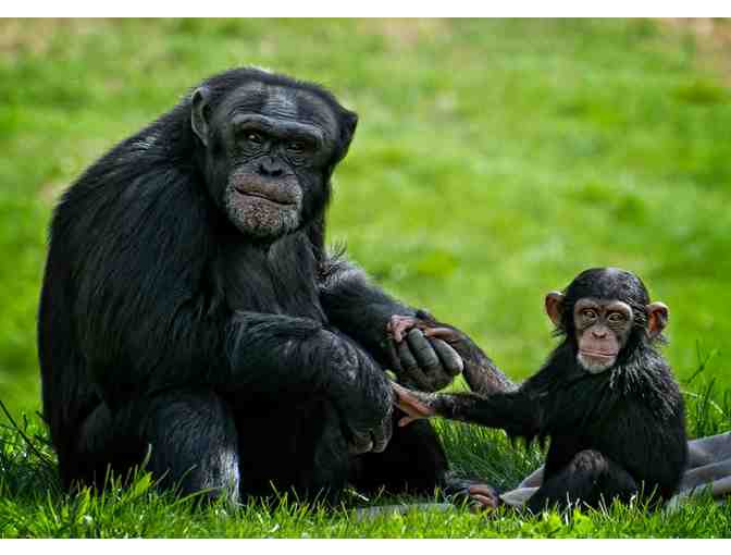 Central Mass Family Fun - Great Wolf Lodge, Ecotarium, and Southwick's Zoo