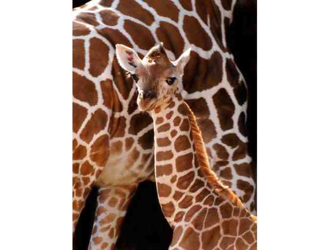 4 One-Day Park Hopper Passes to Disney World!