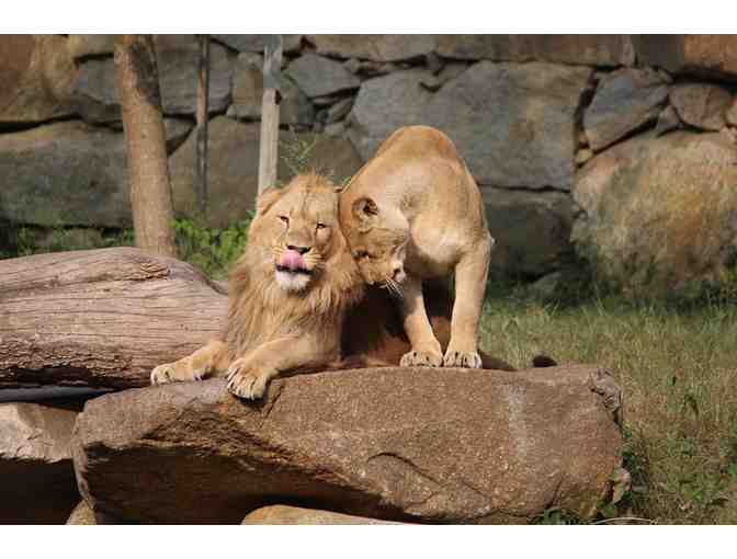 Central Mass Family Fun - Great Wolf Lodge, Ecotarium, and Southwick's Zoo