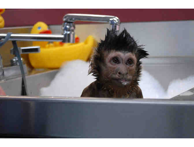 Bid on a "Priceless" Private Behind the Scenes Tour for 4 People @ Monkey College - Photo 2