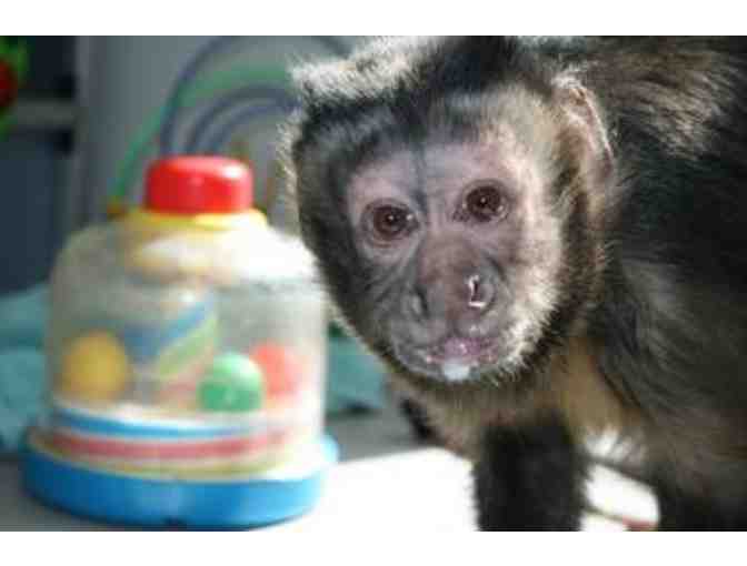 Support Monkey Room & Board at The Monkey College for one week for one Monkey!