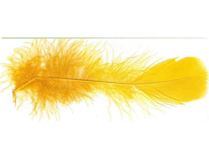 Autographed Photo and Feather from Big Bird