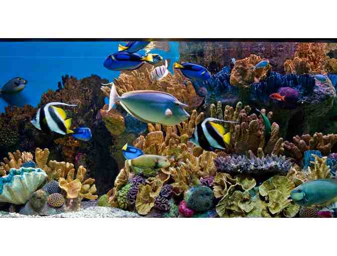 Behind the Scenes Tour for Four and Passes to the New England Aquarium