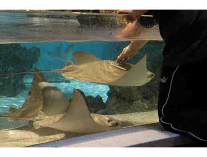 Behind the Scenes Tour for Four and Passes to the New England Aquarium