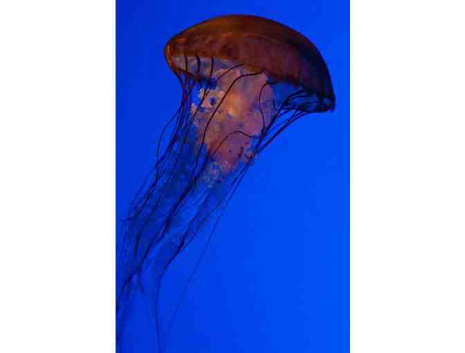 Behind the Scenes Tour for Four and Passes to the New England Aquarium