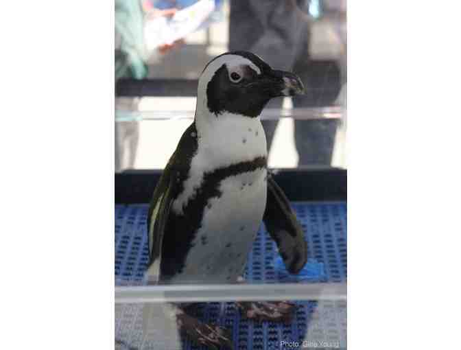 Behind the Scenes Tour for Four and Passes to the New England Aquarium