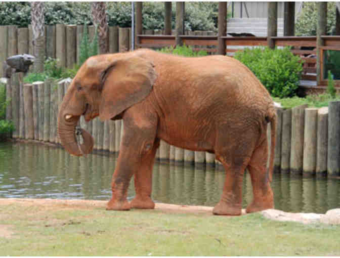 Painting by Montgomery Zoo Elephant