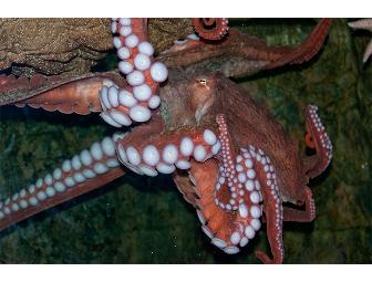 Tour for 4, admission, and IMAX tickets for New England Aquarium