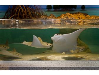 Tour for 4, admission, and IMAX tickets for New England Aquarium