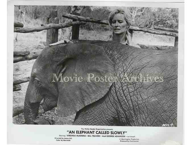 ELEPHANT CALLED SLOWLY, 1969 8x10 still set, Virginia McKenna, Bill Travers.