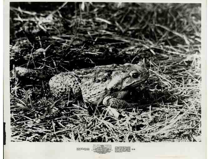 MOVIE STILL LOT 10, varying dates, movie stills, 10 different titles