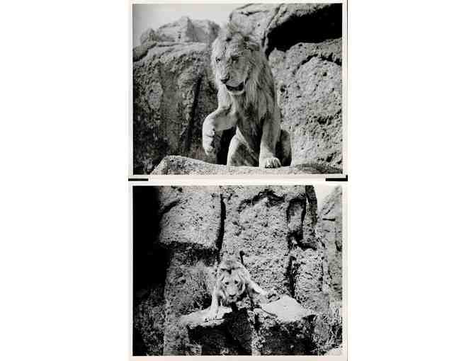 SAMSON AND DELILAH, 1949, movie stills, collectors lot, Hedy Lamarr, Victor Mature