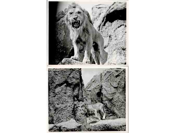 SAMSON AND DELILAH, 1949, movie stills, collectors lot, Hedy Lamarr, Victor Mature