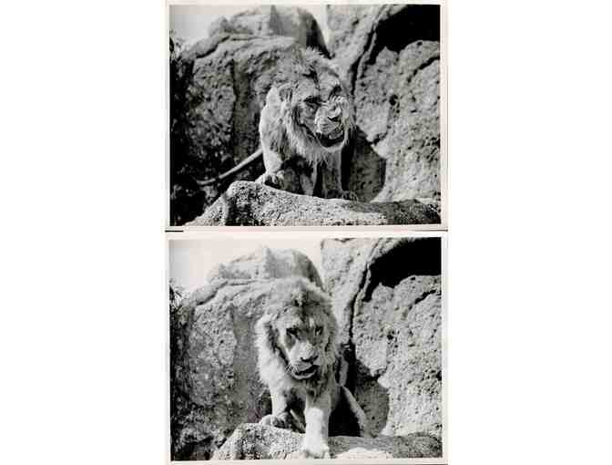 SAMSON AND DELILAH, 1949, movie stills, collectors lot, Hedy Lamarr, Victor Mature