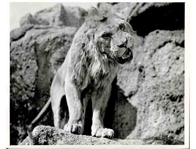 SAMSON AND DELILAH, 1949, movie stills, collectors lot, Hedy Lamarr, Victor Mature