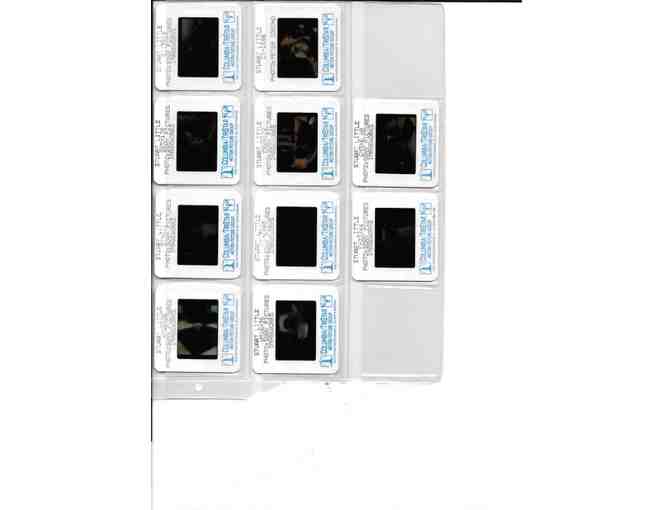 STUART LITTLE, 1999, color slides, Geena Davis, Hugh Laurie