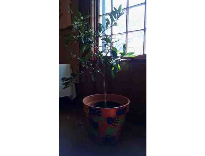 Class of 2026 (1st Grade) Navel Orange Tree