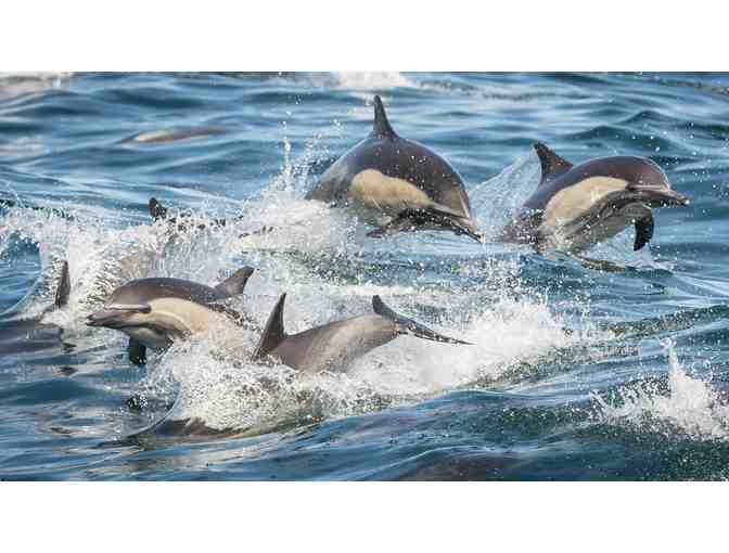 Harbor Breeze Cruises - Whale Watching and Dolphin Tour in California