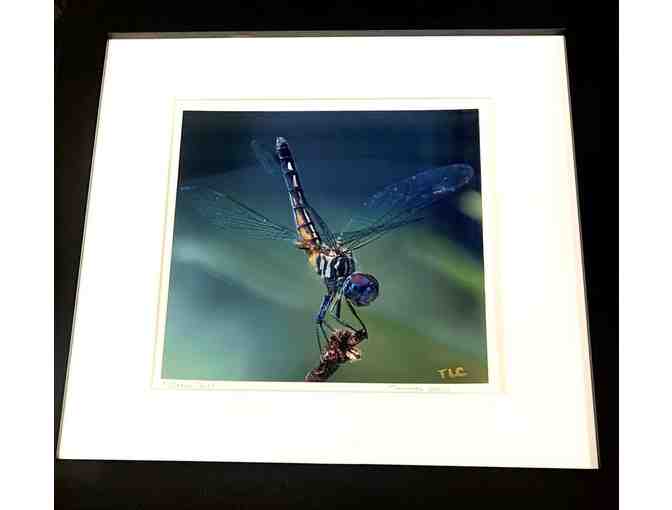 "Watch This!" framed photograph - Photo 2