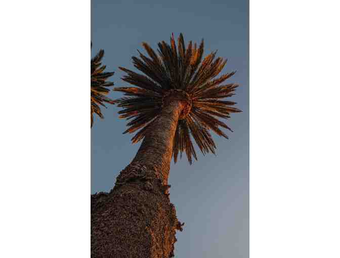 Canary Island Date Palm, photograph on metal - Photo 1