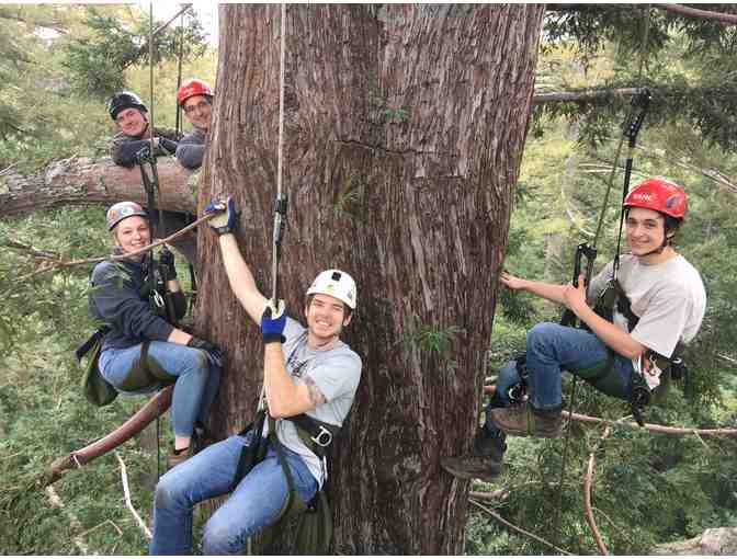 Guided old-growth tree climb for two - Photo 1