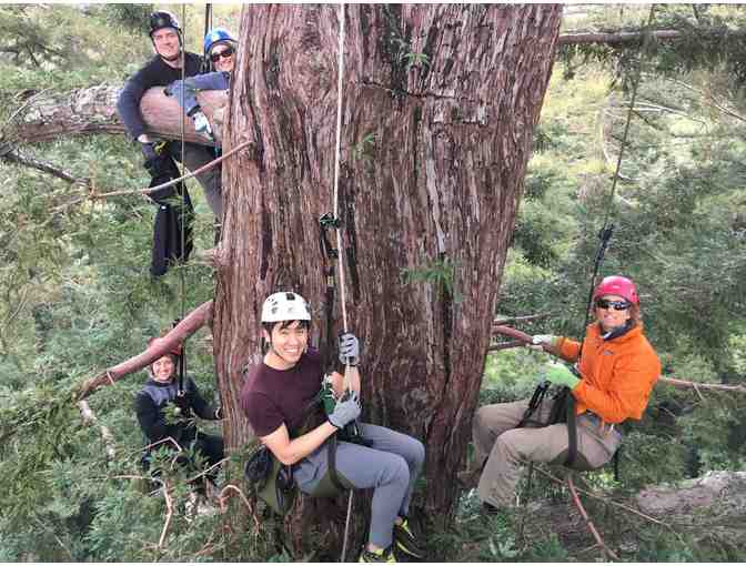 Guided old-growth tree climb for two - Photo 2