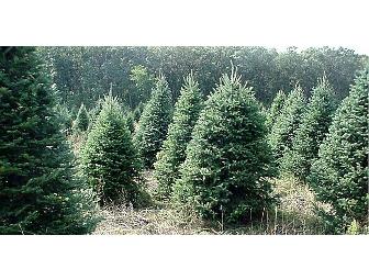 Jensen Christmas Tree Farm - 1 TREE