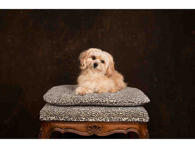 Pet Photography Session with Diana Lundin