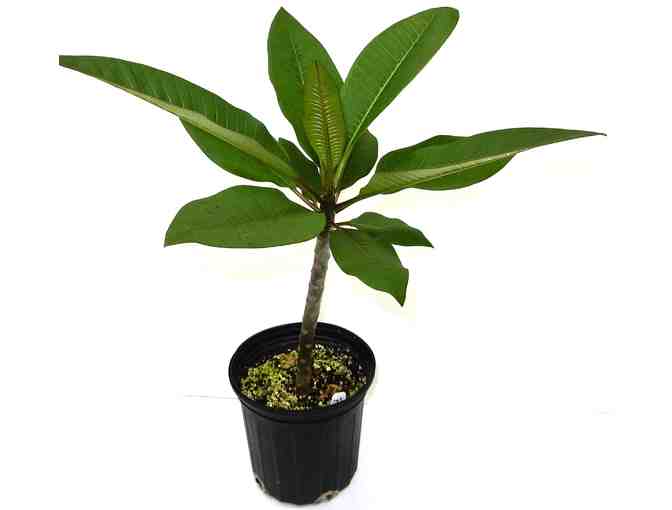 Do you want to get Lei'd?