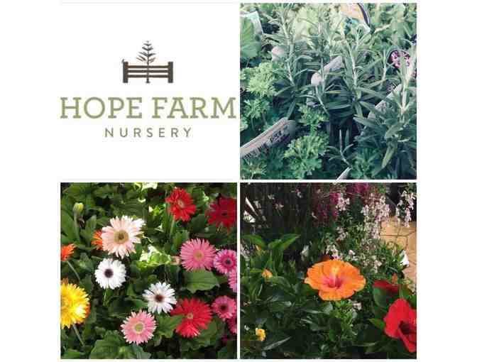 5 Plants  - Hope Farm Nursery, Biggenden (local to QLD only)