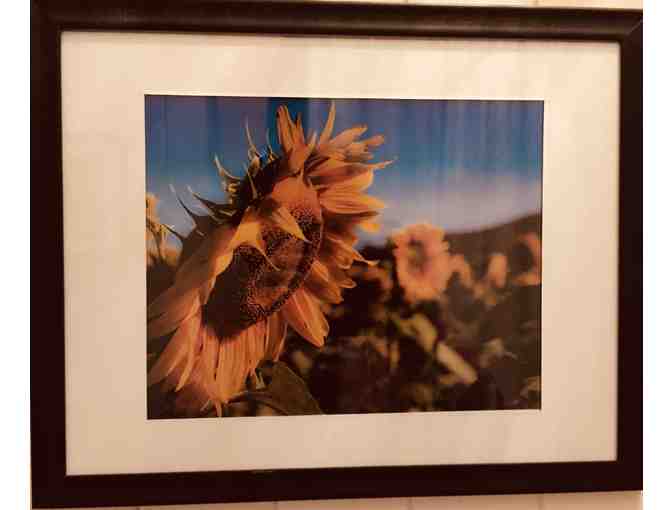 Sunflower Photographs from Nate's Paddock - Kate McAskill