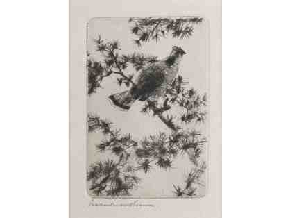 Grouse on a Pine Bough