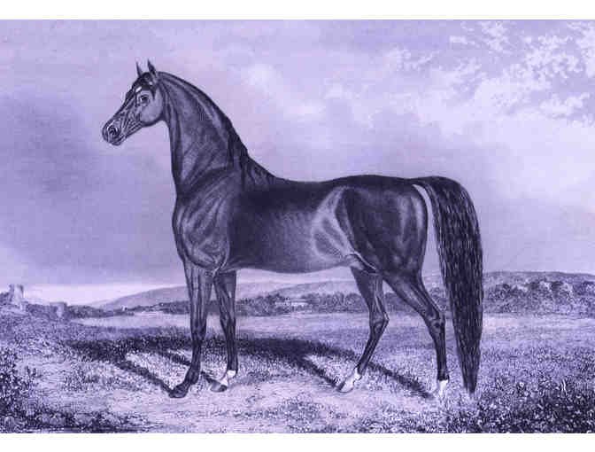 The Horse of America by Frank Forester