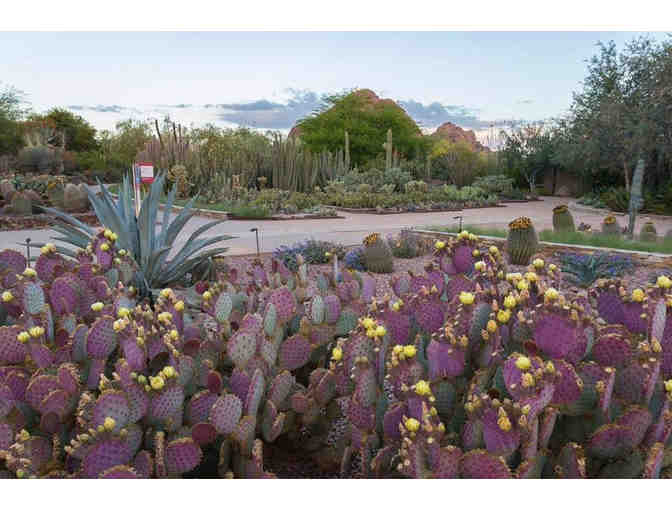 Desert Botanical Garden (1) One Year Club Membership - Photo 5