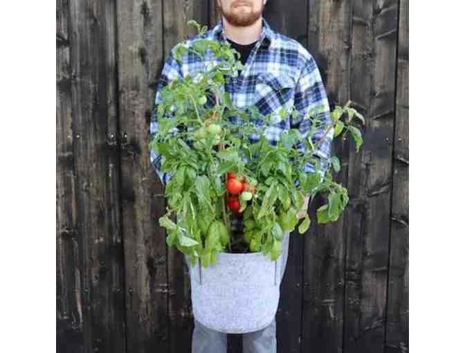 Seed Sheet's Grow Your Own Pizza Kit