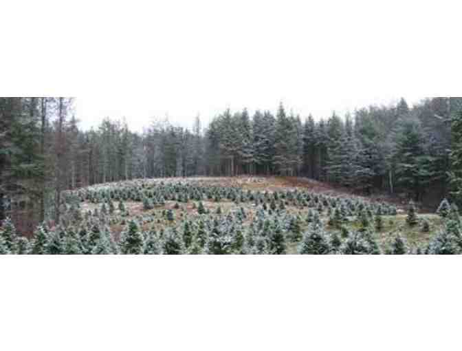 6-8ft Premium Balsam from Ripton's Sinclair Family Tree Farm