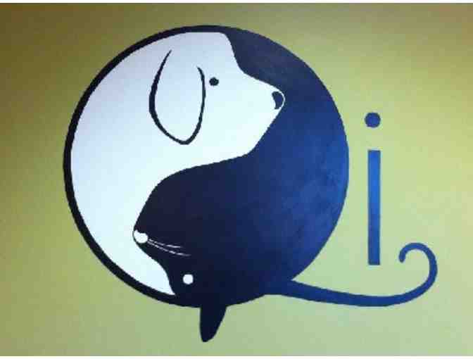 Initial Consult with Holistic Vet