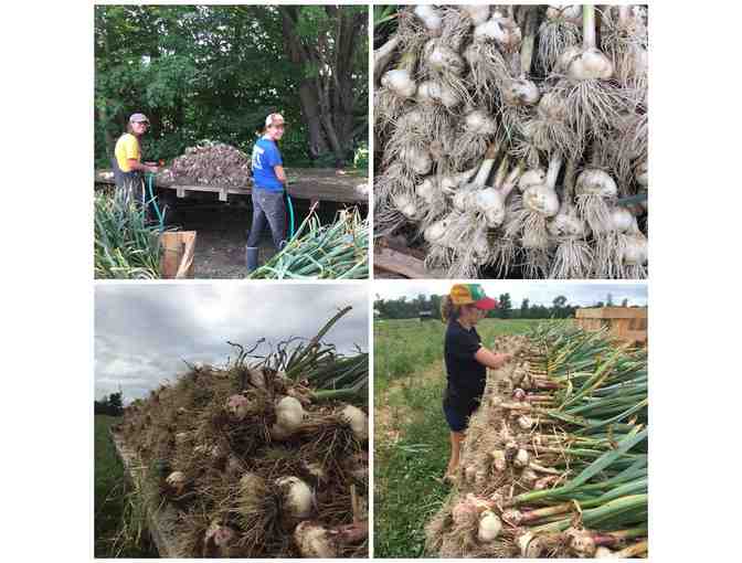 Elmer Farm CSA Share