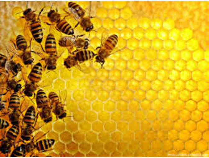 5lb Jar of Champlain Valley Apiaries' Premium Raw Crystallized Bee Honey - Photo 2