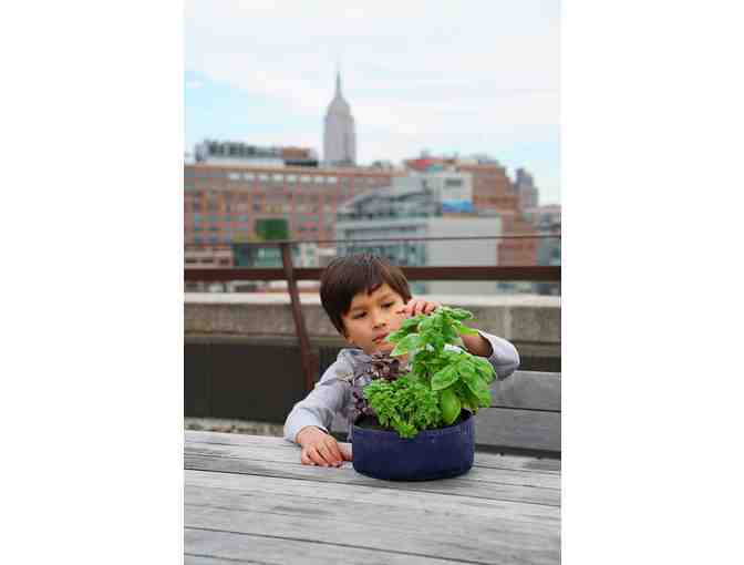 Seedsheet's Grow Your Own Mini Pesto Garden Kit