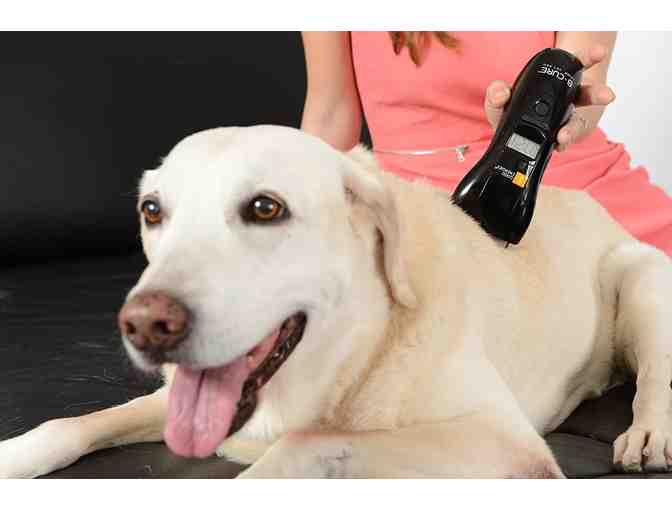 Three laser therapy sessions for your horse or dog