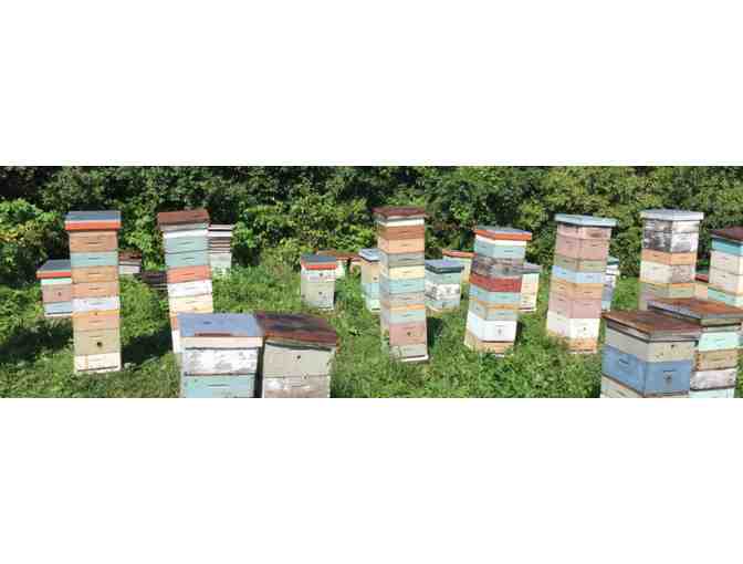 Four Hours of Beekeeping Consultation