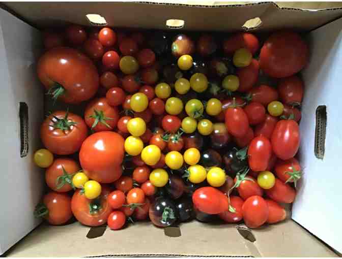 10 lbs of organic tomatoes