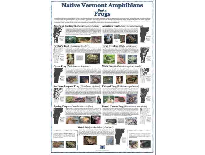 The Vermont Reptile and Amphibian Atlas Poster Collection