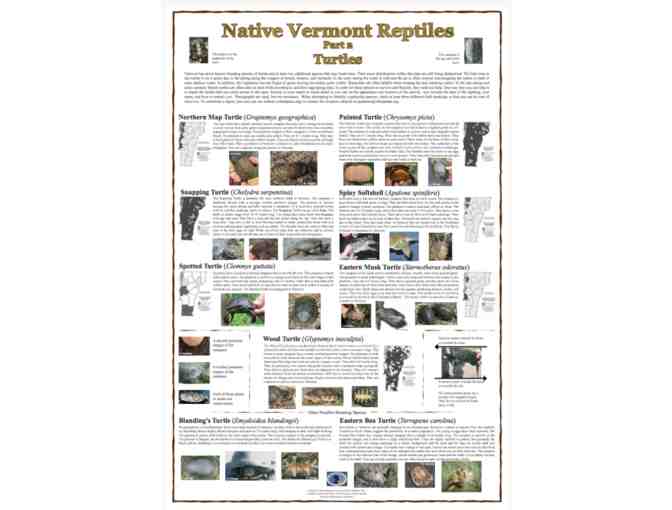 The Vermont Reptile and Amphibian Atlas Poster Collection