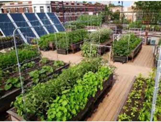 Tour for Ten (10) People at Uncommon Ground's Rooftop Farm