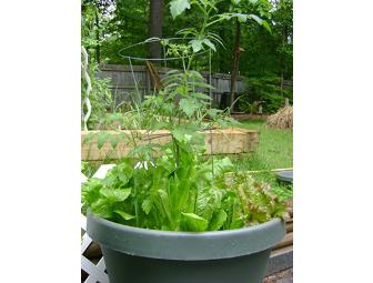 Planning Your Organic Vegetable Garden