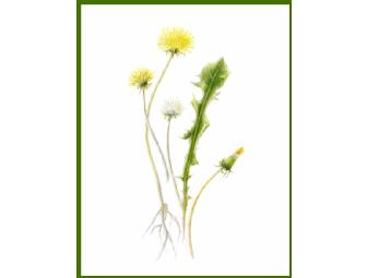 Botanical Print - choose from 9 (signed)