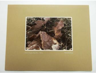'Leaf, Frost, Sun #2' Matted Photo
